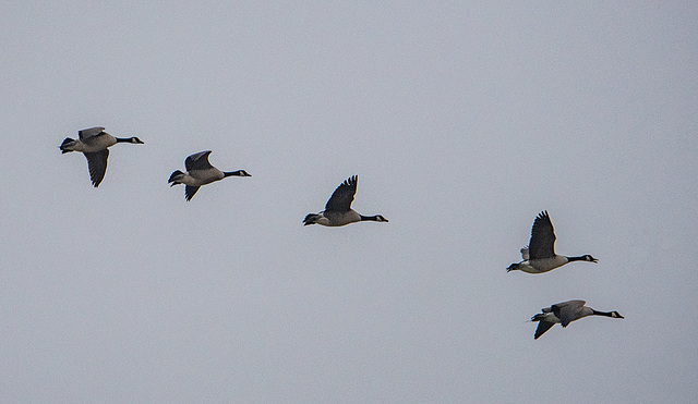 Canada geese