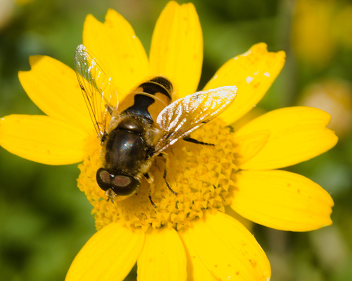 HoverflyIMG 6476