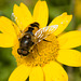 HoverflyIMG 6476