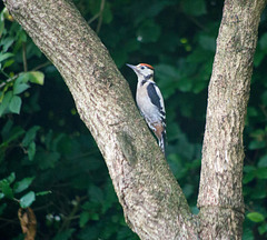 Woodpecker young