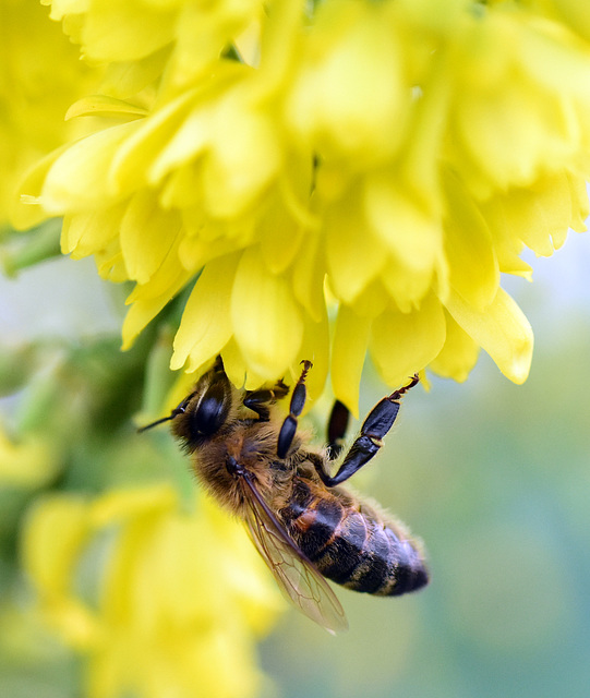17. Dez. 2019 !!! - Biene in der Blüte einer Mahonia Winter Sun