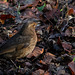 Blackbird (F) searching the leaf litter