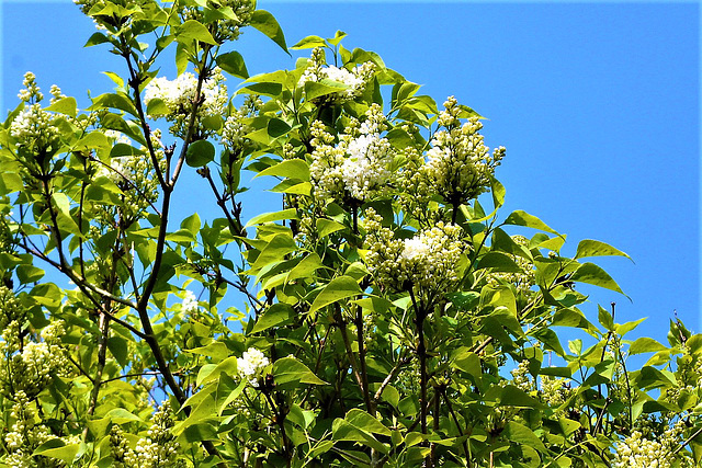 Some of the white lilacs are starting to come out