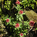 20230531 0468CPw [D~LIP] Rote Spornblume (Centranthus ruber), UWZ, Bad Salzuflen
