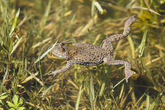 Gelbbauchunken schützen! Protect yellow-bellied toads! PiPs