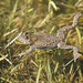 Gelbbauchunken schützen! Protect yellow-bellied toads! PiPs