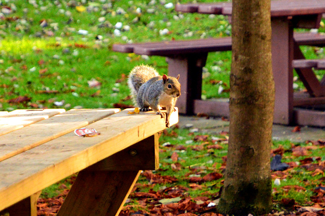 Picnic time!