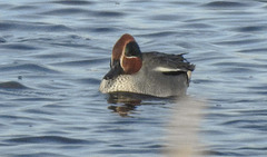 20190223 4475CPw [D~MS] Krickente, Rieselfelder Münster