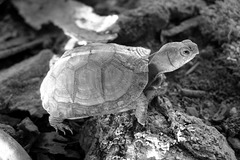 Dinky little box turtle