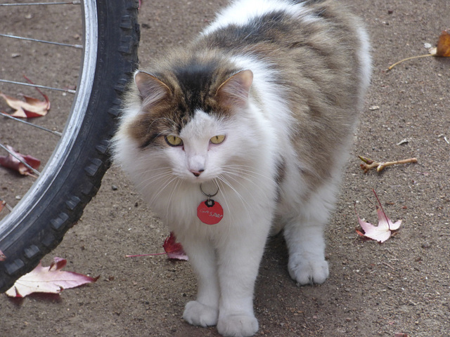 Gato blanco