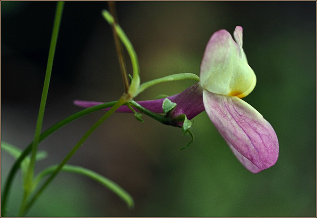 My volunteer long-tailed Linaria, still blooming