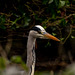 GreyHeron-1