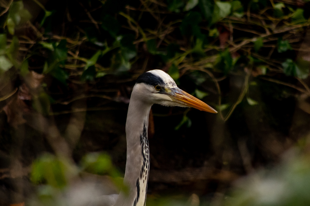 GreyHeron-1