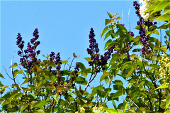 Some of the dark purple lilacs are starting
