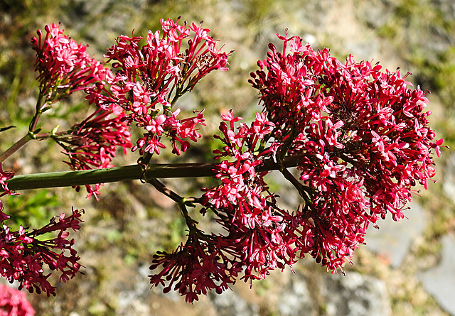 20230531 0469CPw [D~LIP] Rote Spornblume (Centranthus ruber), UWZ, Bad Salzuflen