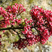 20230531 0469CPw [D~LIP] Rote Spornblume (Centranthus ruber), UWZ, Bad Salzuflen