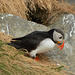 Iceland, The Puffin Close-up