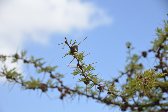 Acacia tree spikes.