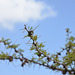 Acacia tree spikes.