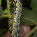 IMG 1922 Caterpillar