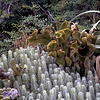 Cactus Reef