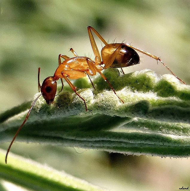 Petite mais bien jolie...