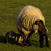 Lambs and their (Black faced) Mam