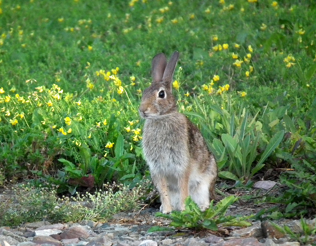 Bugs Bunny à la gare / Bugs Bunny at the station