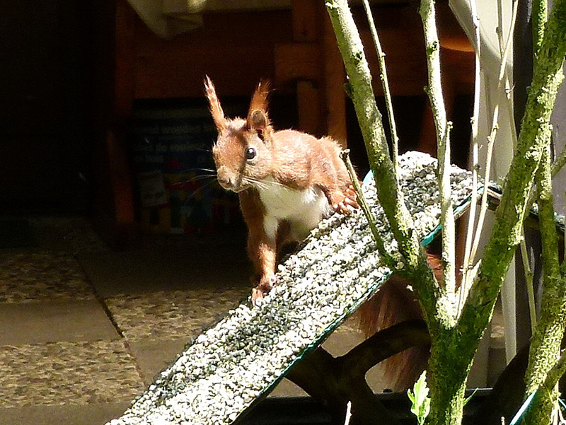 Besuch in Nachbars Garten