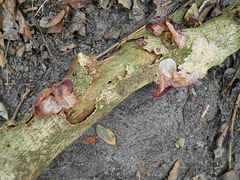 DSCN2043 - fungo orelha-de-judas Auricularia fuscosuccinea, Auriculariales  Agaricomycetes Basidiomycota