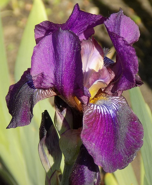 Iris...