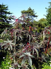 greenwich park unknown flower