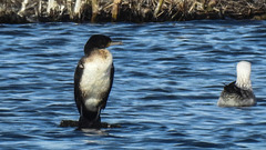 20190223 4477CPw [D~MS] Kormoran, Möwe, Rieselfelder Münster