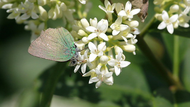 Thècle de la ronce   Callophrys rubi