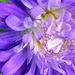 Purple Double Aster