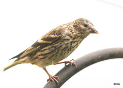 Young Siskin