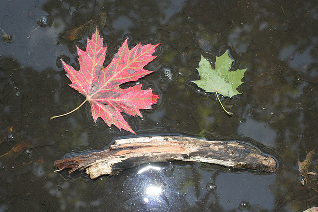 16/50 maple leaf, feuille d'érable