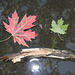 16/50 maple leaf, feuille d'érable