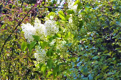 Some more white lilac