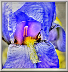 Blossom of an Iris. ©UdoSm