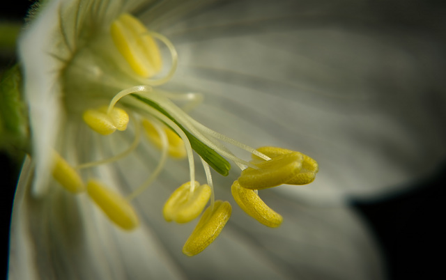 Das Innenleben des Weißen Wiesen-Storchschnabel (Geranium pratense) :))  The inner workings of the White Cranesbill (Geranium pratense) :))  Le fonctionnement interne du Cranesbill blanc (Geranium pra