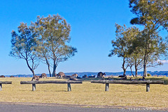 Roos and fence