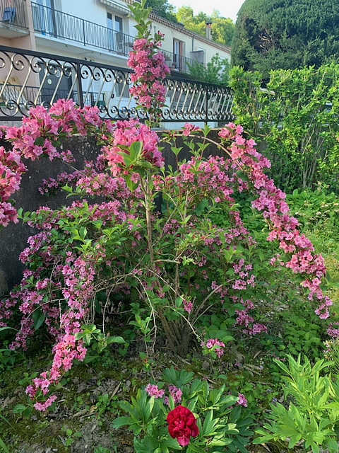 Weigela florida ************ Weigela florida ************