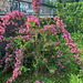 Weigela florida ************