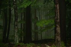 Neues aus dem Wald ;-)