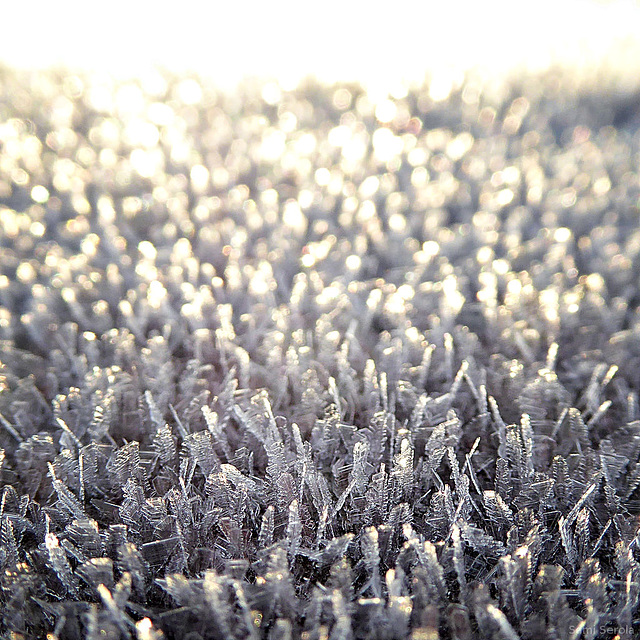 Frost