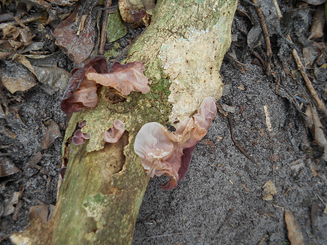 DSCN2045 - fungo orelha-de-judas Auricularia fuscosuccinea, Auriculariales  Agaricomycetes Basidiomycota