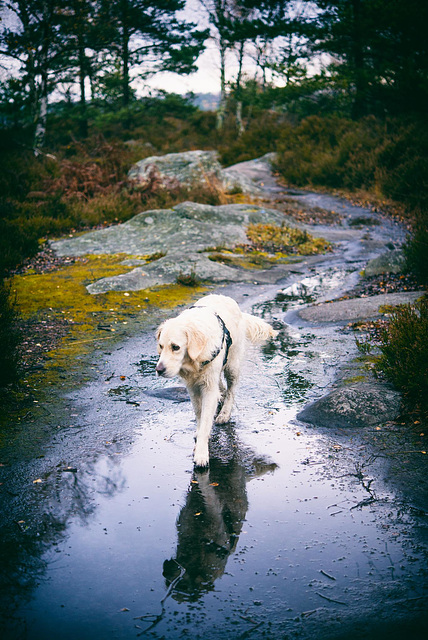 Forêt de Fontainebleau