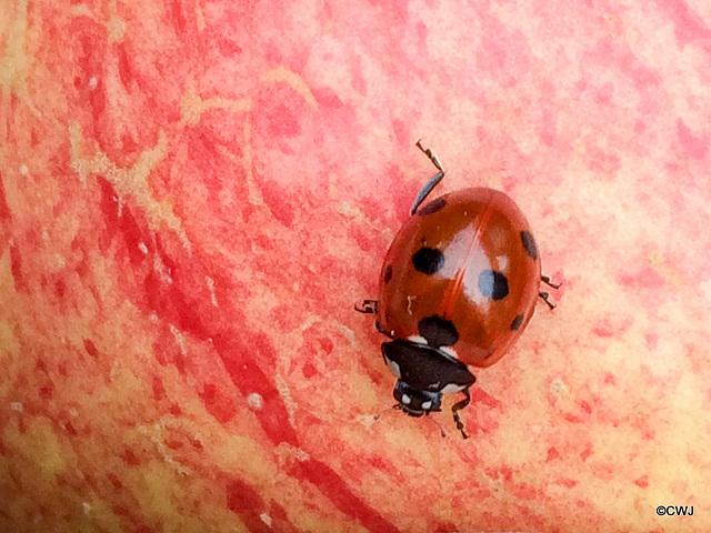 Ladybird exploring an apple