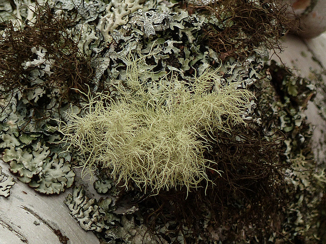 Day 9, Lichens, Tadoussac local walk